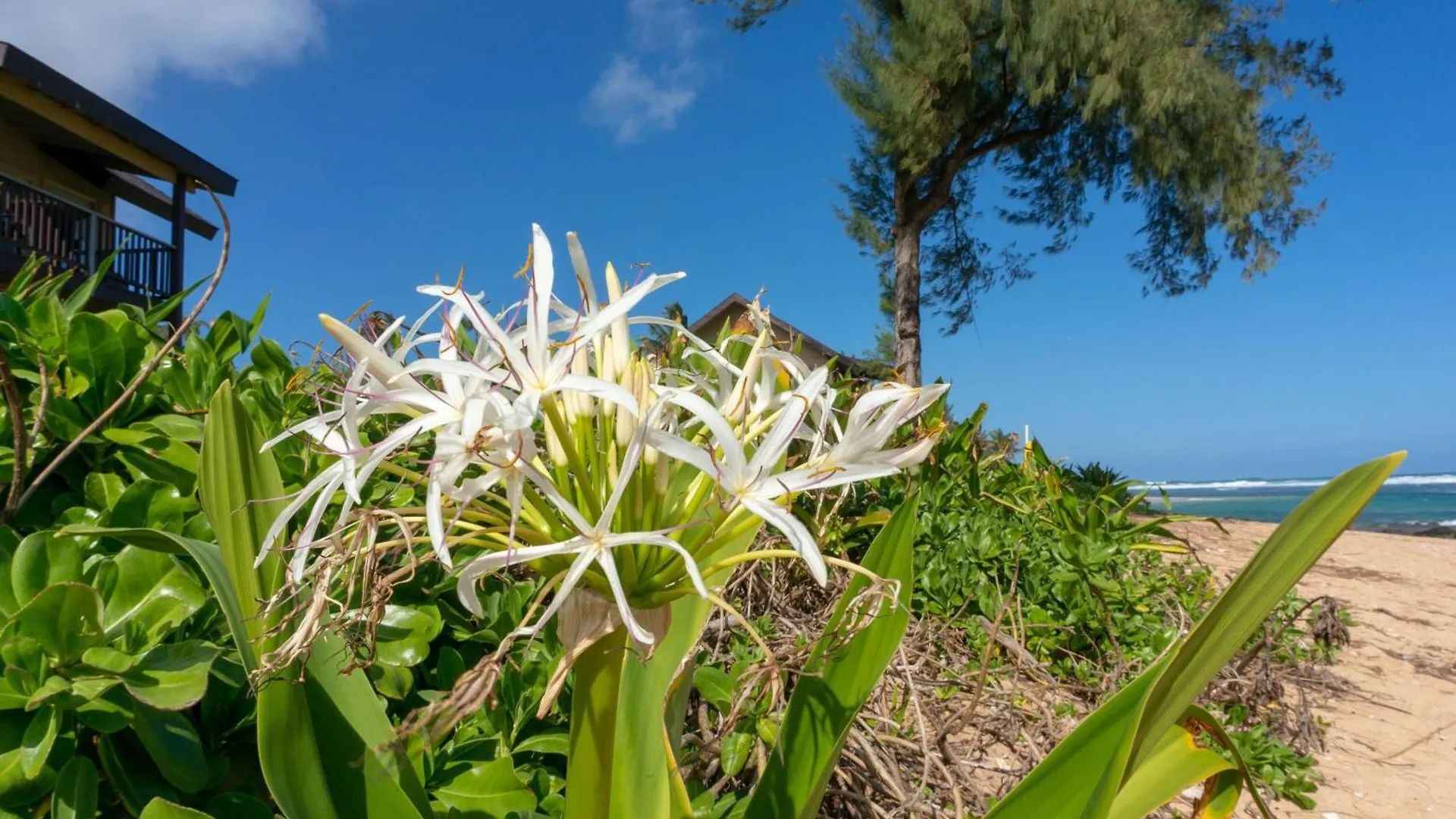 Hanalei Colony Resort H4 Διαμέρισμα